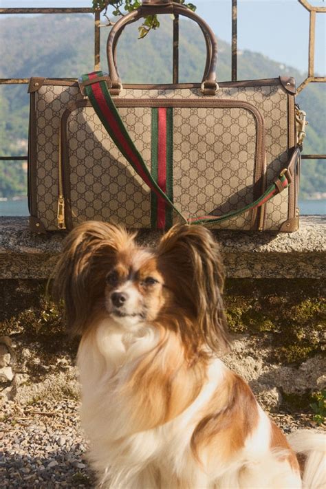 gucci pet kopen nep|mytheresa Gucci pets.